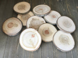 Set of 10 (3.5-4") Wood Slices